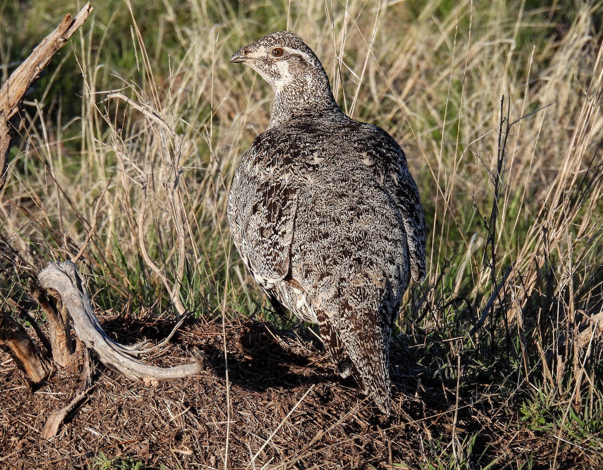 Greater Sage-Grouse - Sara Gravatt-Wimsatt