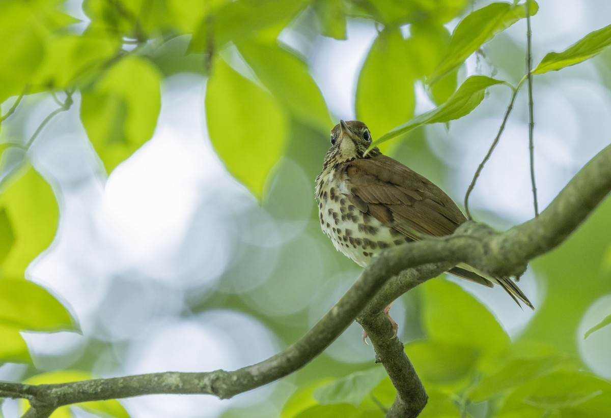 Wood Thrush - Liz Pettit