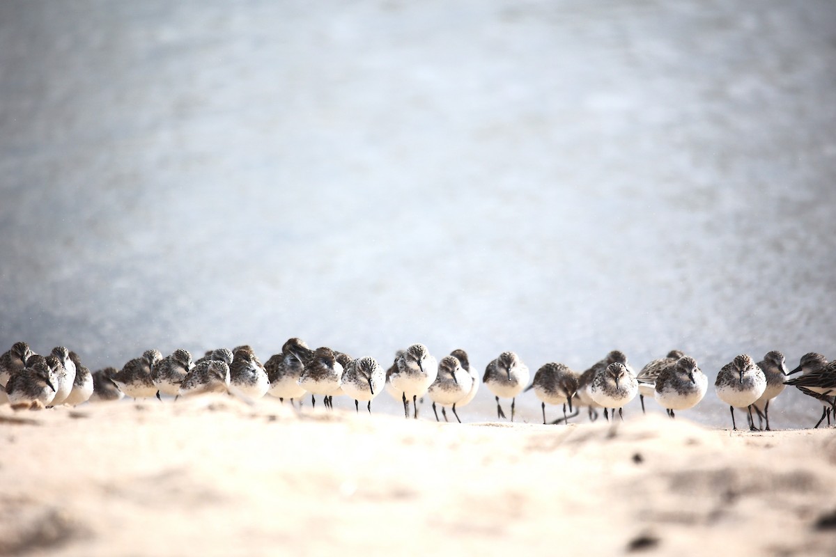 Semipalmated Sandpiper - Lawrence Gardella