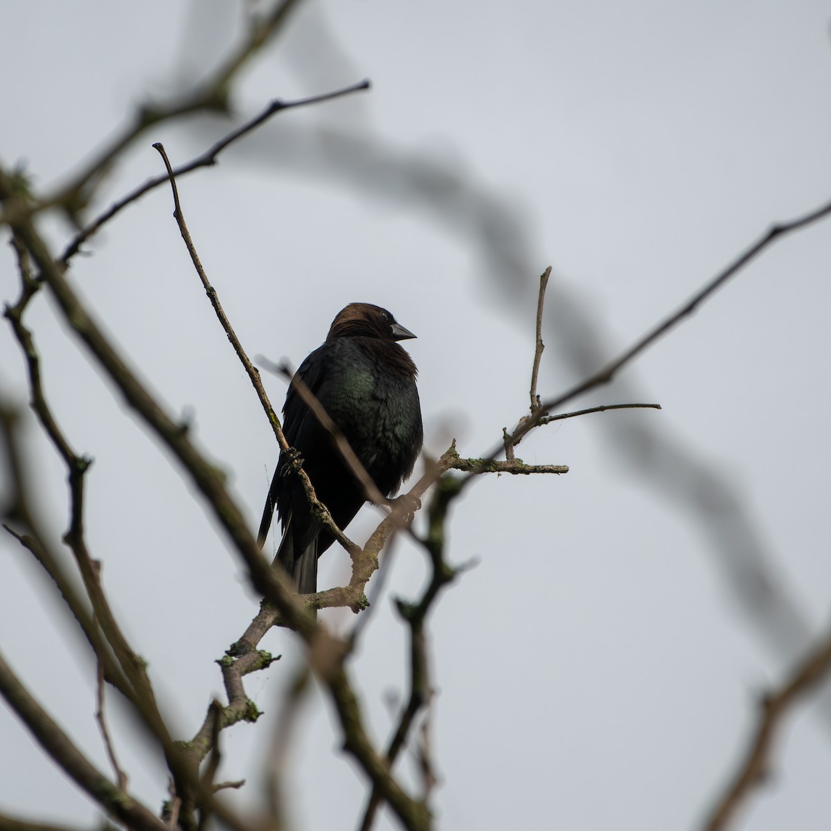 Brown-headed Cowbird - ML619624186