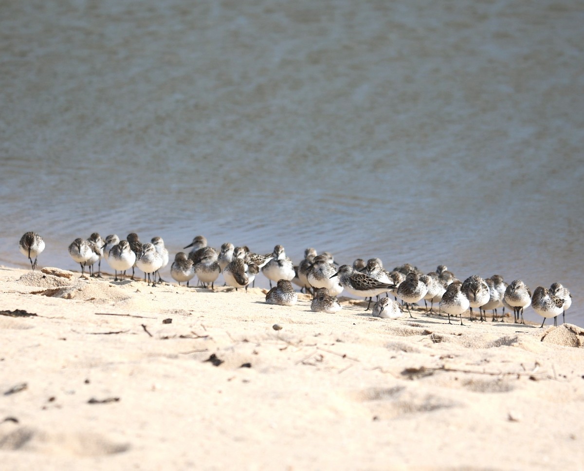 Semipalmated Sandpiper - Lawrence Gardella