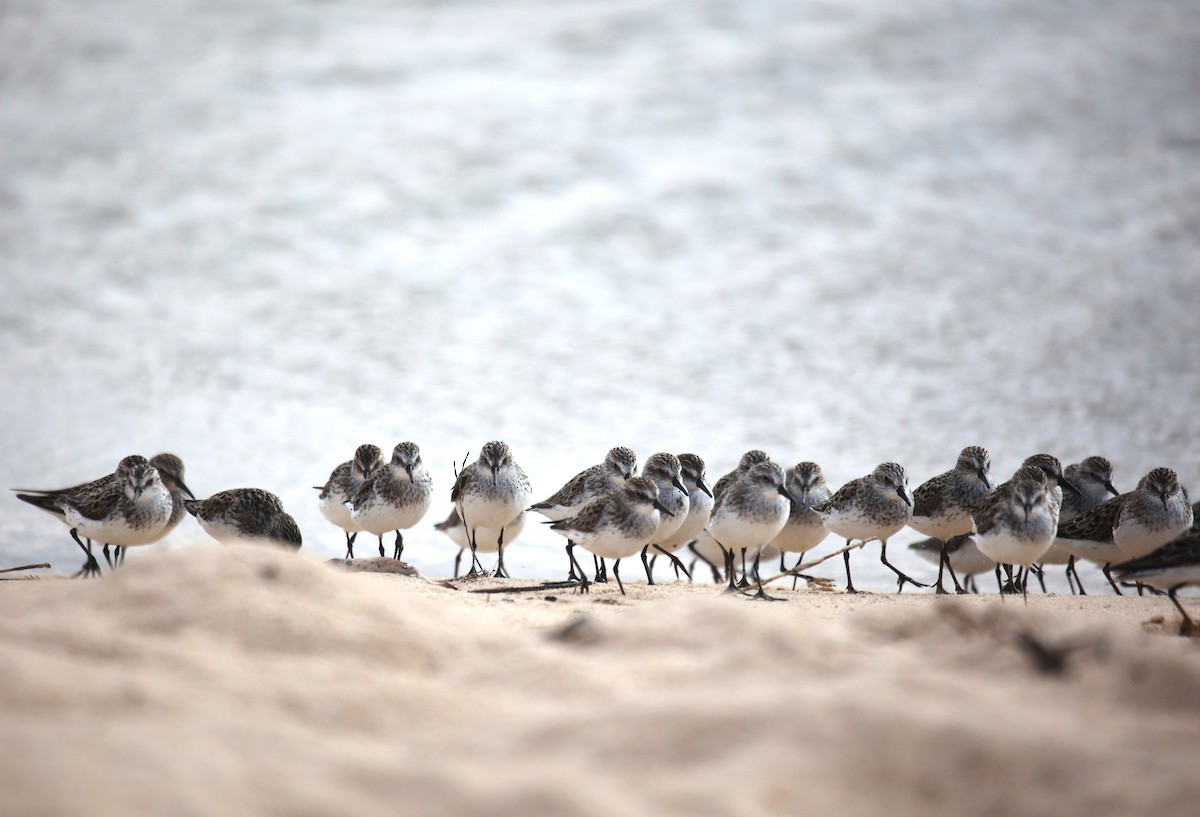 Semipalmated Sandpiper - Lawrence Gardella