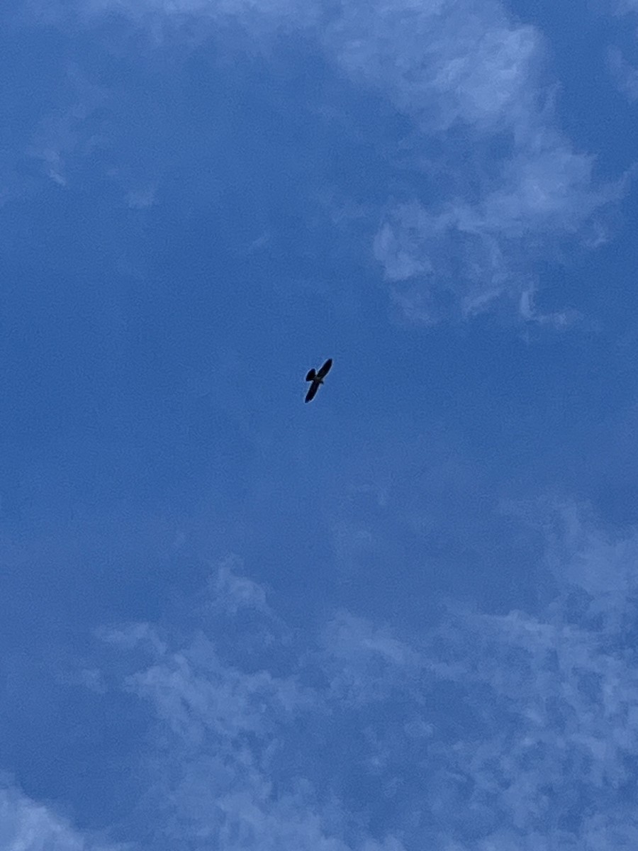 Mississippi Kite - Anonymous