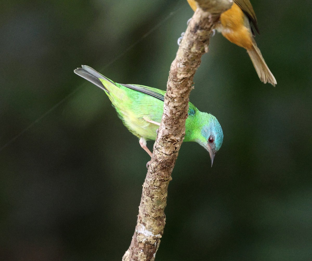 Blue Dacnis - Miguel Podas