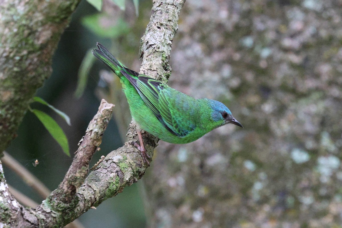 Blue Dacnis - Miguel Podas