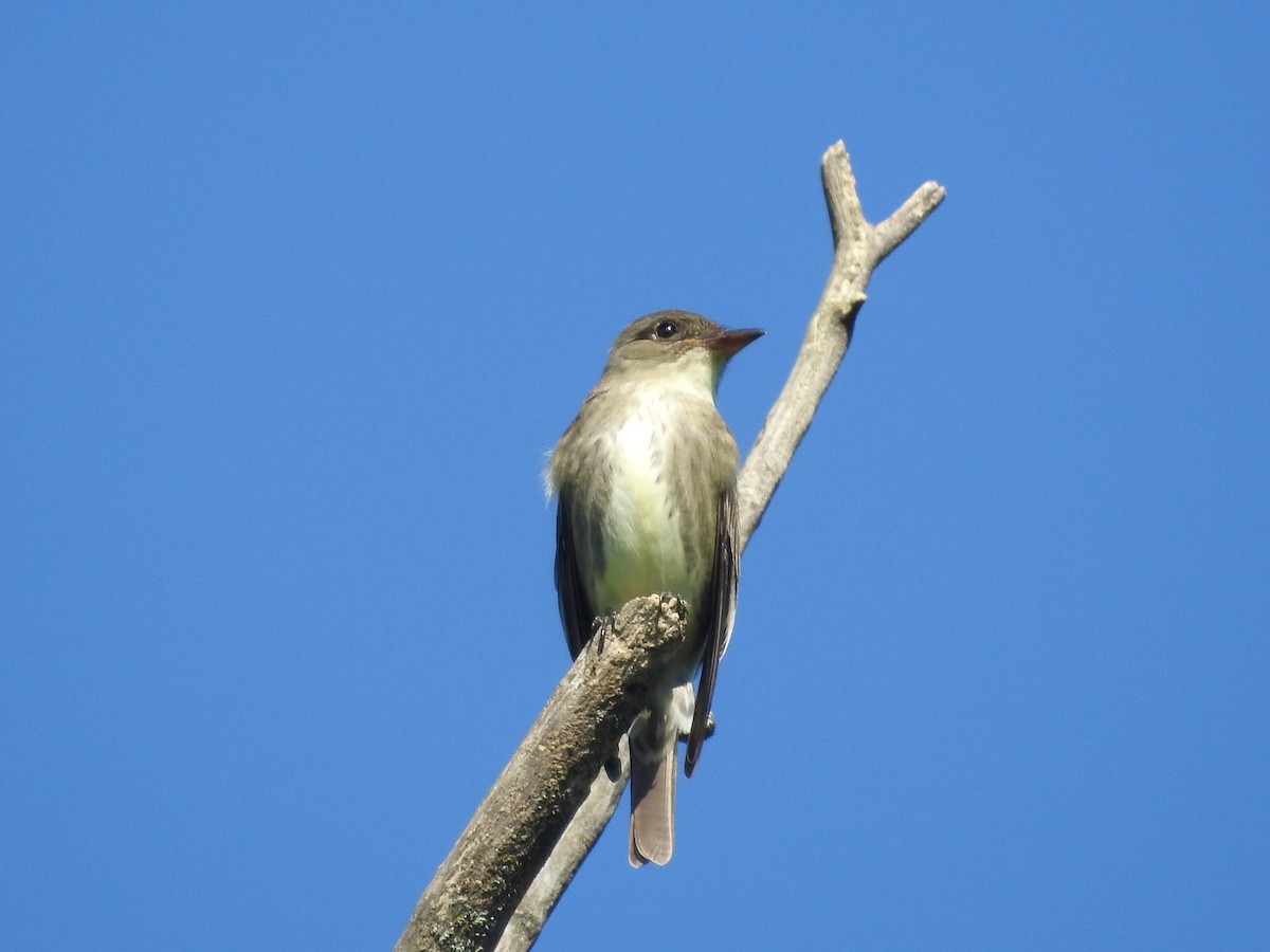 Eastern Wood-Pewee - Kevin Slattery