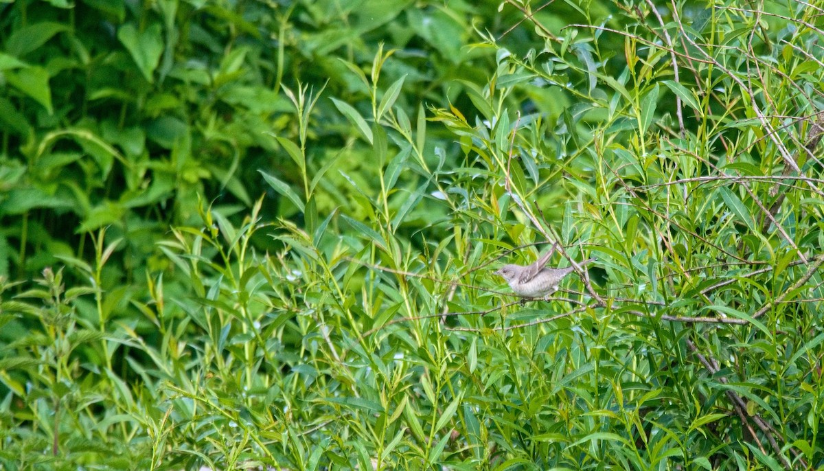 Barred Warbler - ML619624202