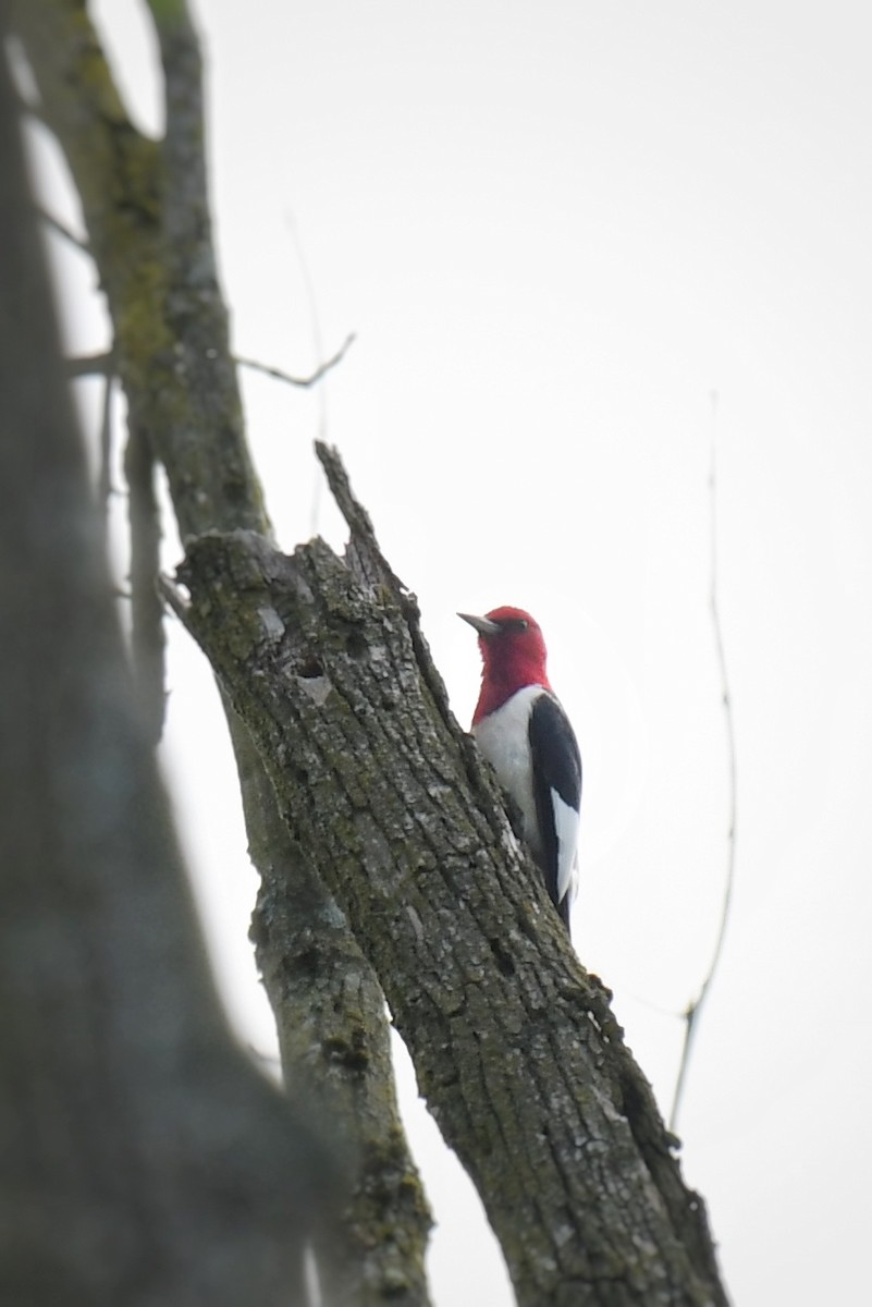 Red-headed Woodpecker - Samuel Keener
