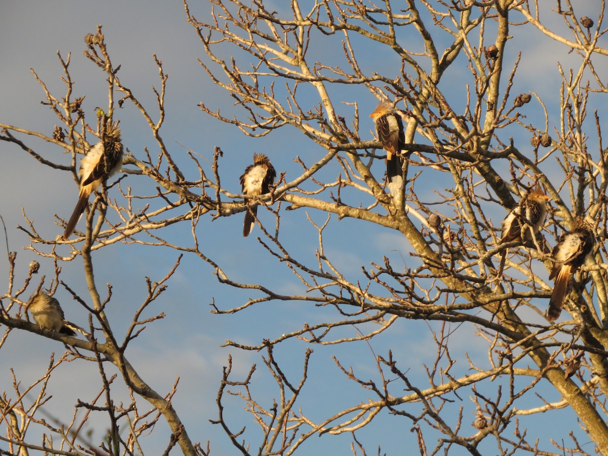 Guira Cuckoo - ML619624205