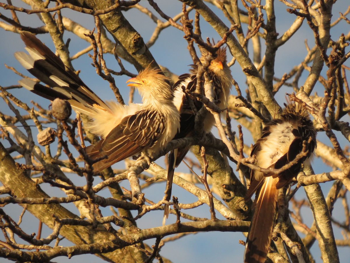 Guira Cuckoo - ML619624206