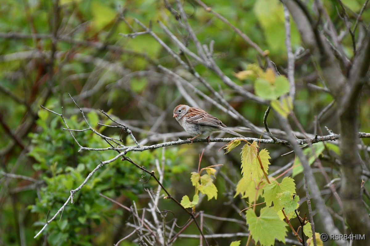 Field Sparrow - ML619624207