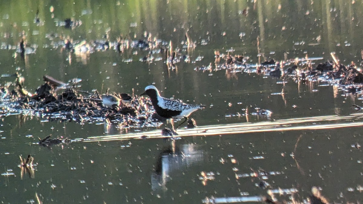 Black-bellied Plover - ML619624211