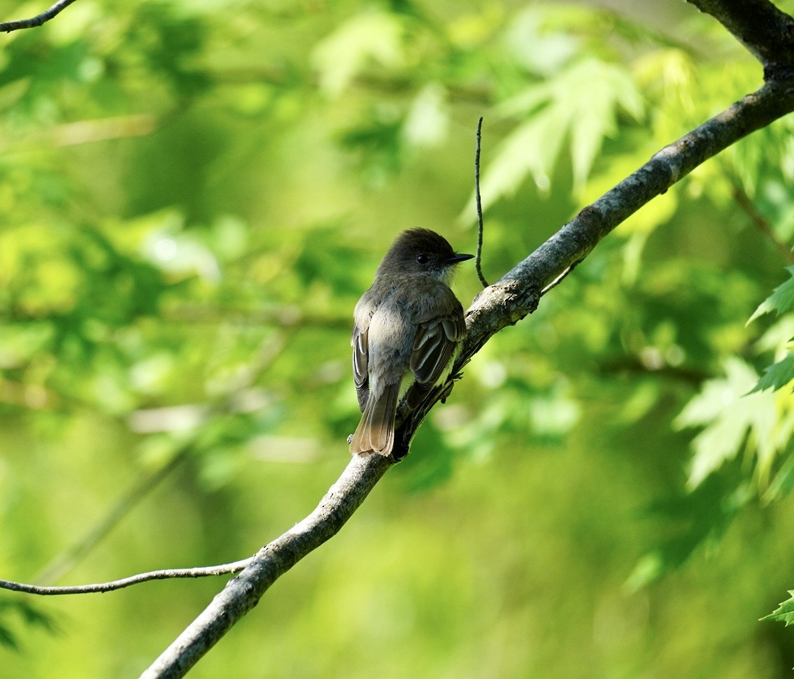 Eastern Phoebe - Rachel Orlando