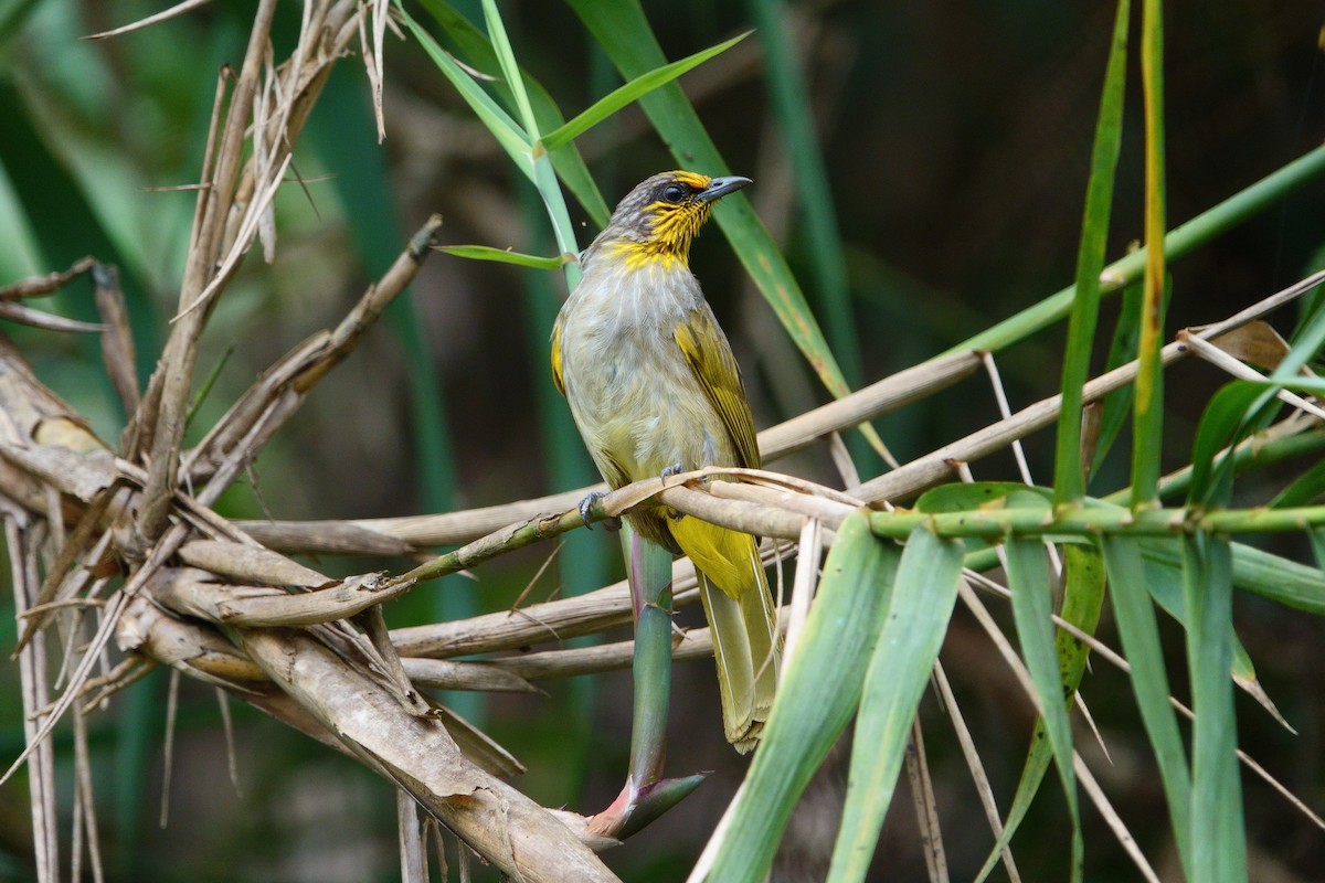 Stripe-throated Bulbul - Yu Xun Chin