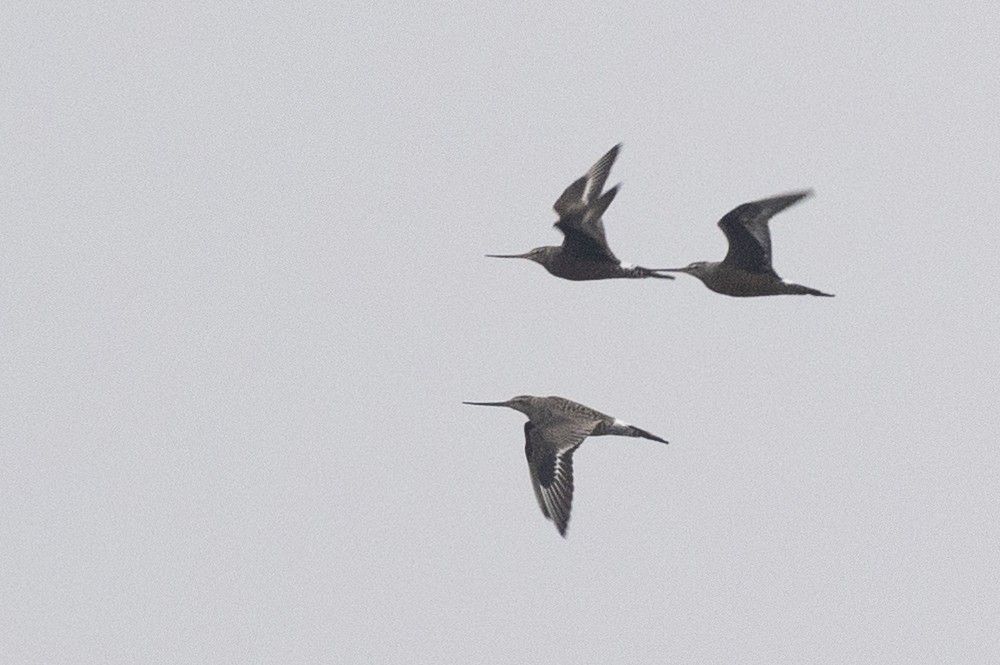 Hudsonian Godwit - Michael Stubblefield