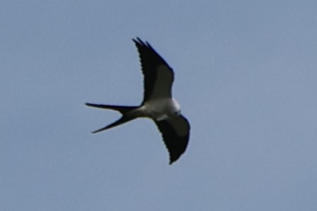 Swallow-tailed Kite - ML619624222