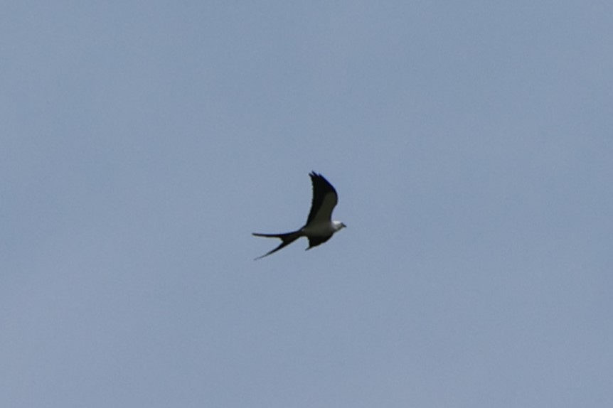 Swallow-tailed Kite - Sebastião Martin