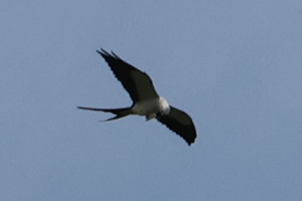 Swallow-tailed Kite - Sebastião Martin