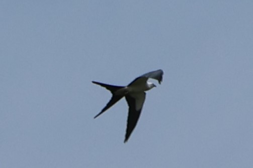 Swallow-tailed Kite - ML619624225