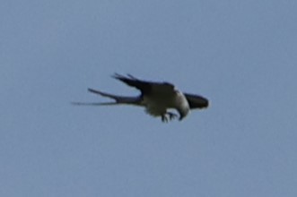 Swallow-tailed Kite - Sebastião Martin
