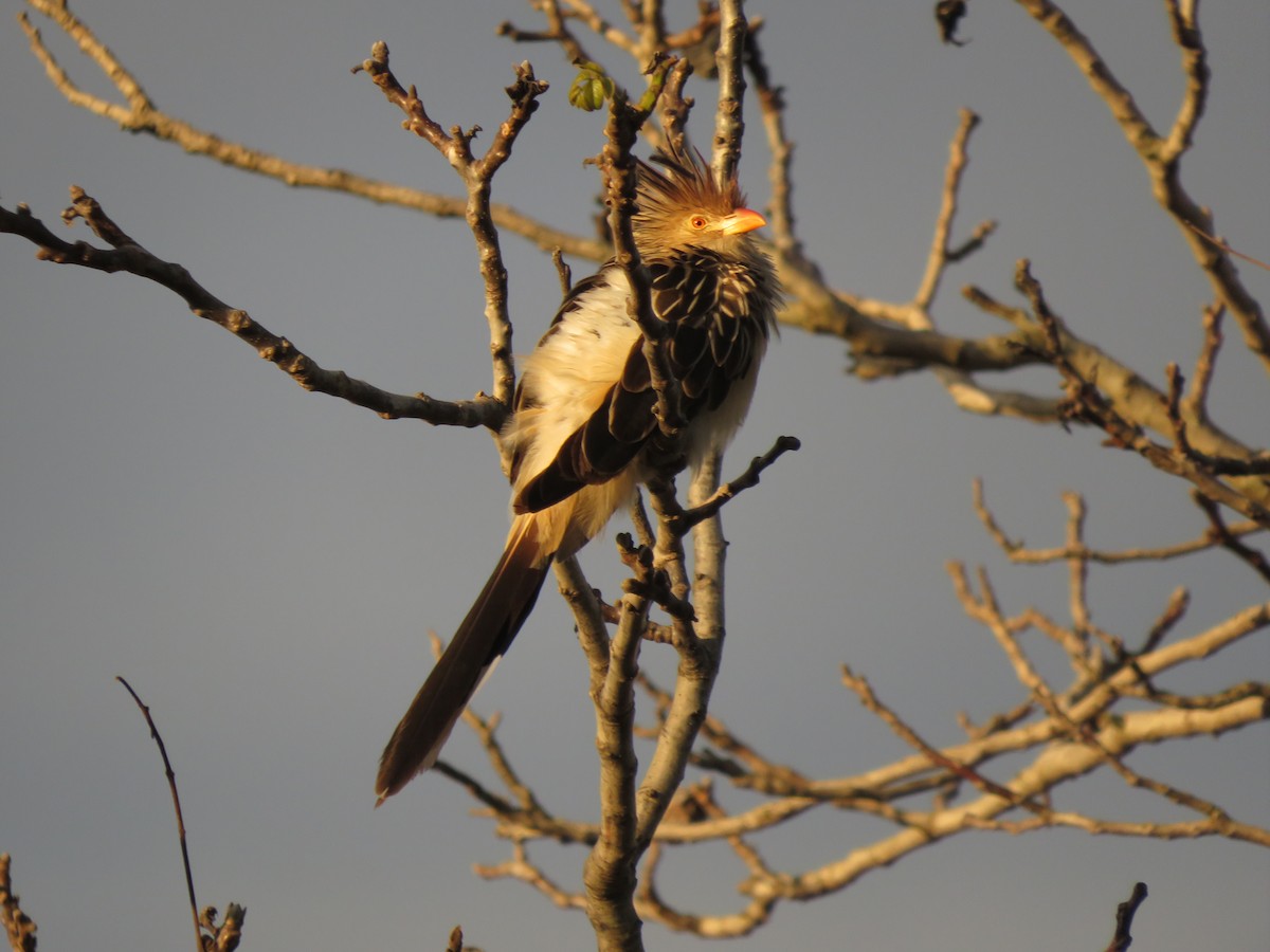 Guira Cuckoo - diego catala