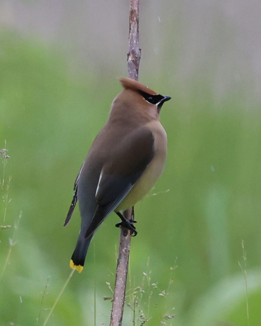 Cedar Waxwing - ML619624228