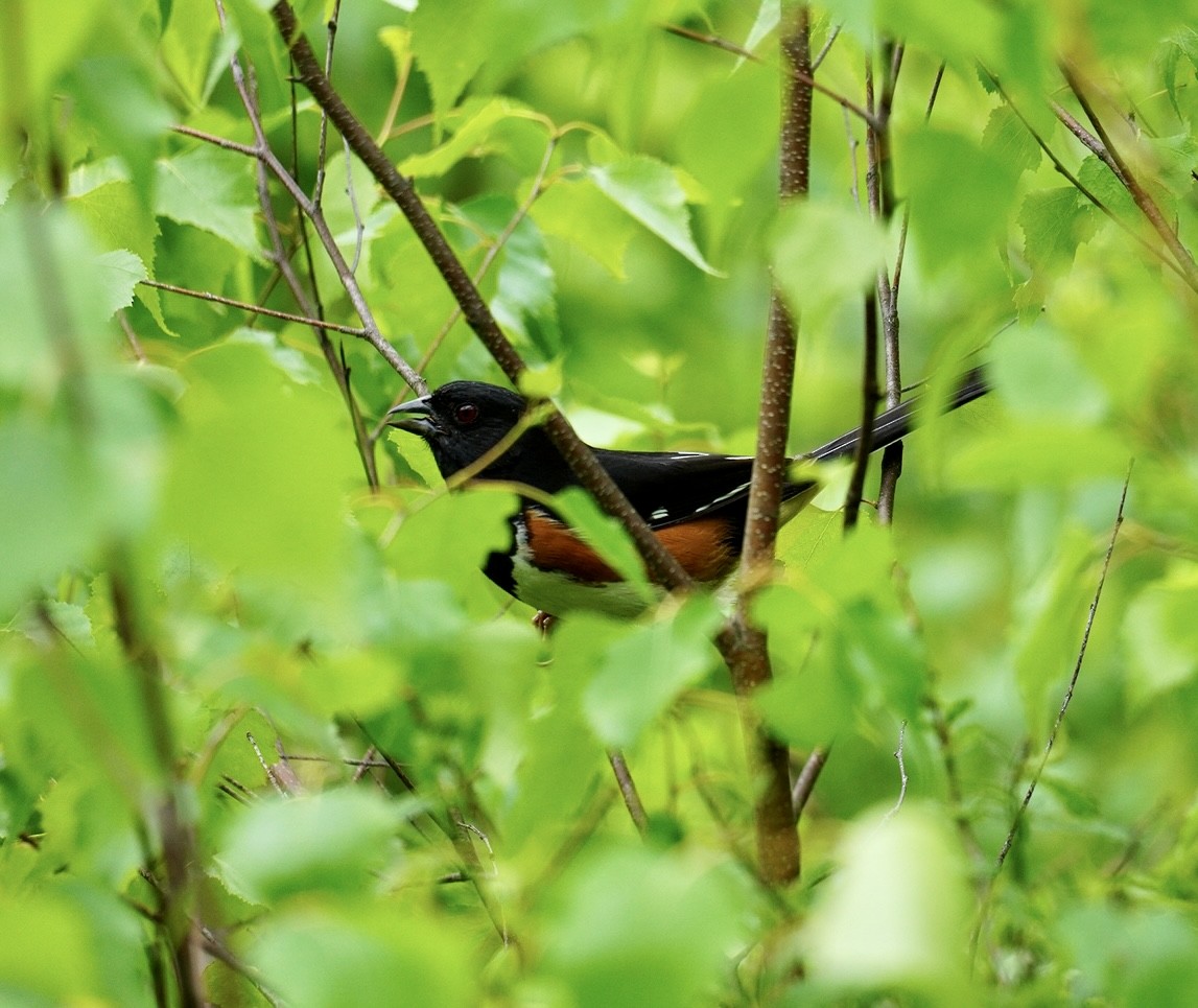 Eastern Towhee - Rachel Orlando