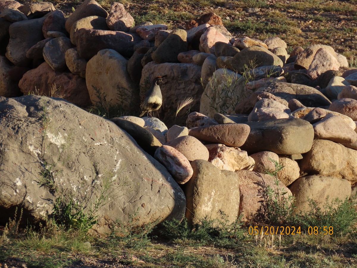 Gambel's Quail - ML619624236