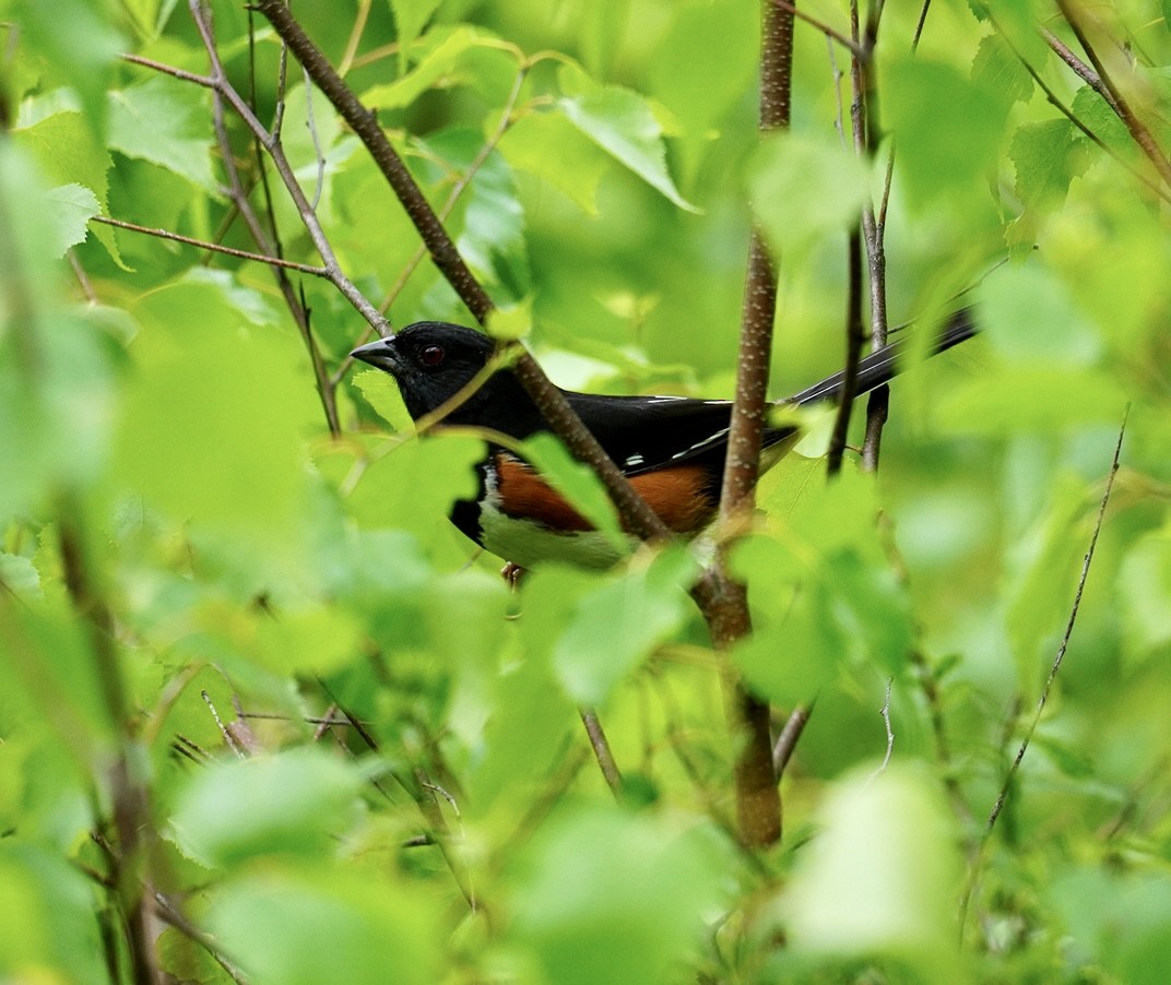 Eastern Towhee - Rachel Orlando