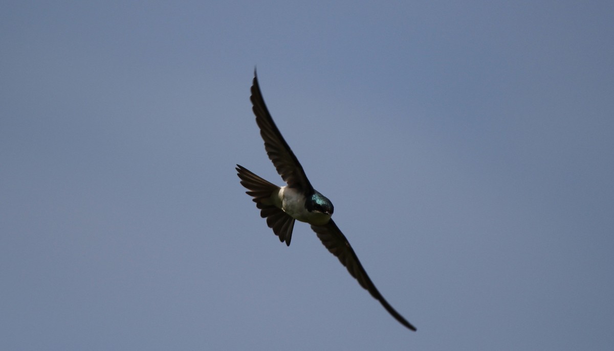 Golondrina Bicolor - ML619624239