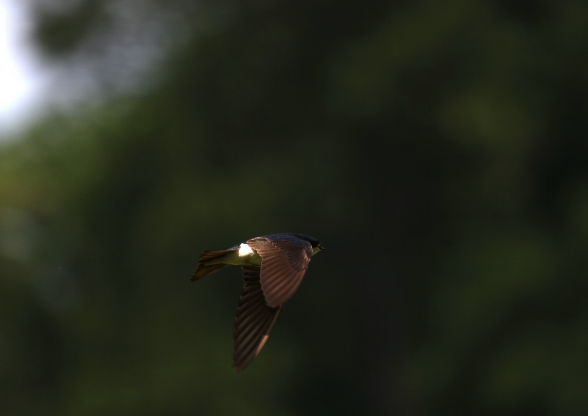 Tree Swallow - ML619624240