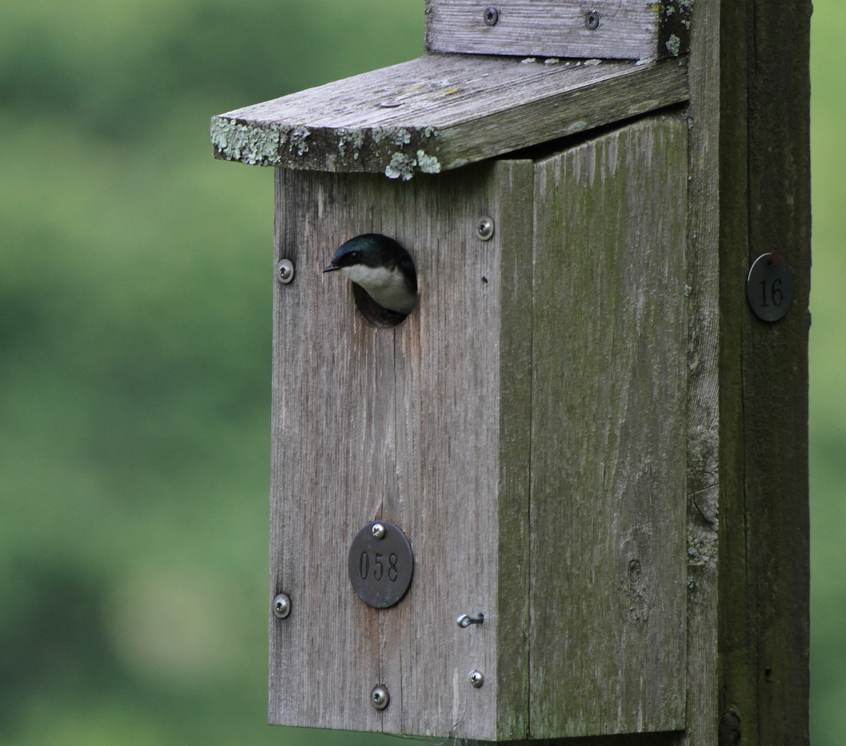 Tree Swallow - ML619624241