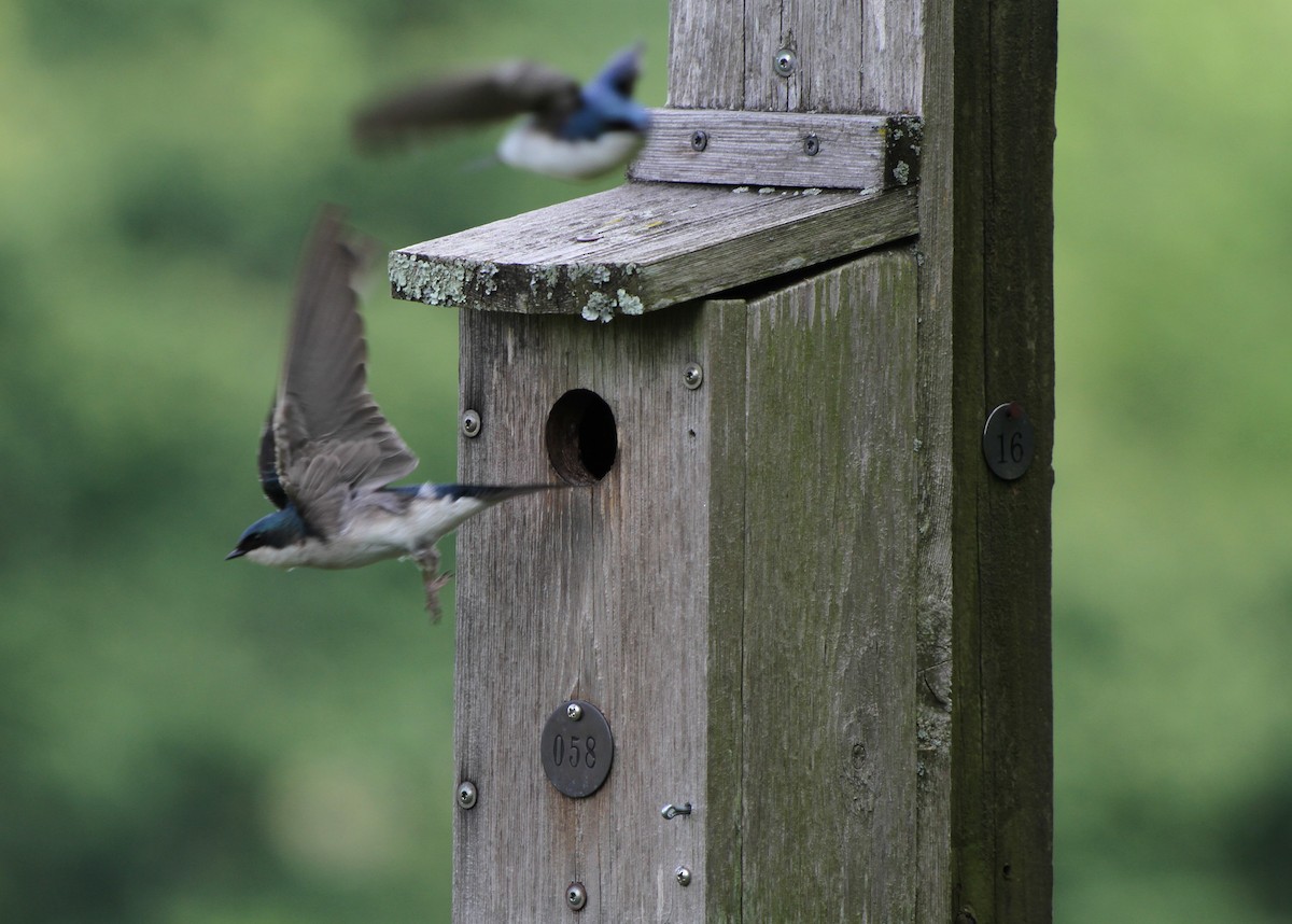 Golondrina Bicolor - ML619624242