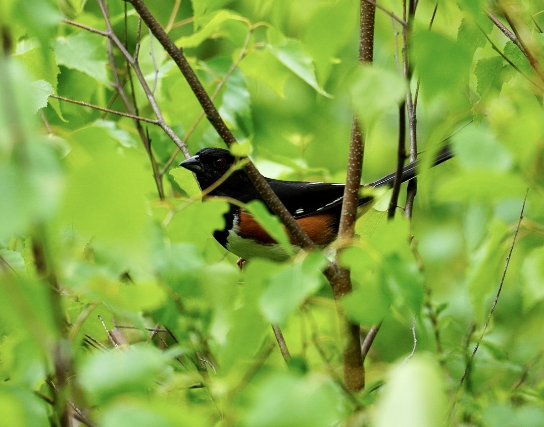 Eastern Towhee - Rachel Orlando