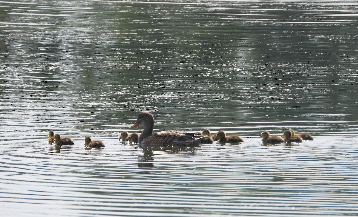 Gadwall - ML619624251