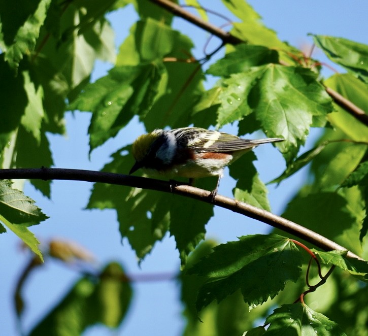 Chestnut-sided Warbler - Rachel Orlando