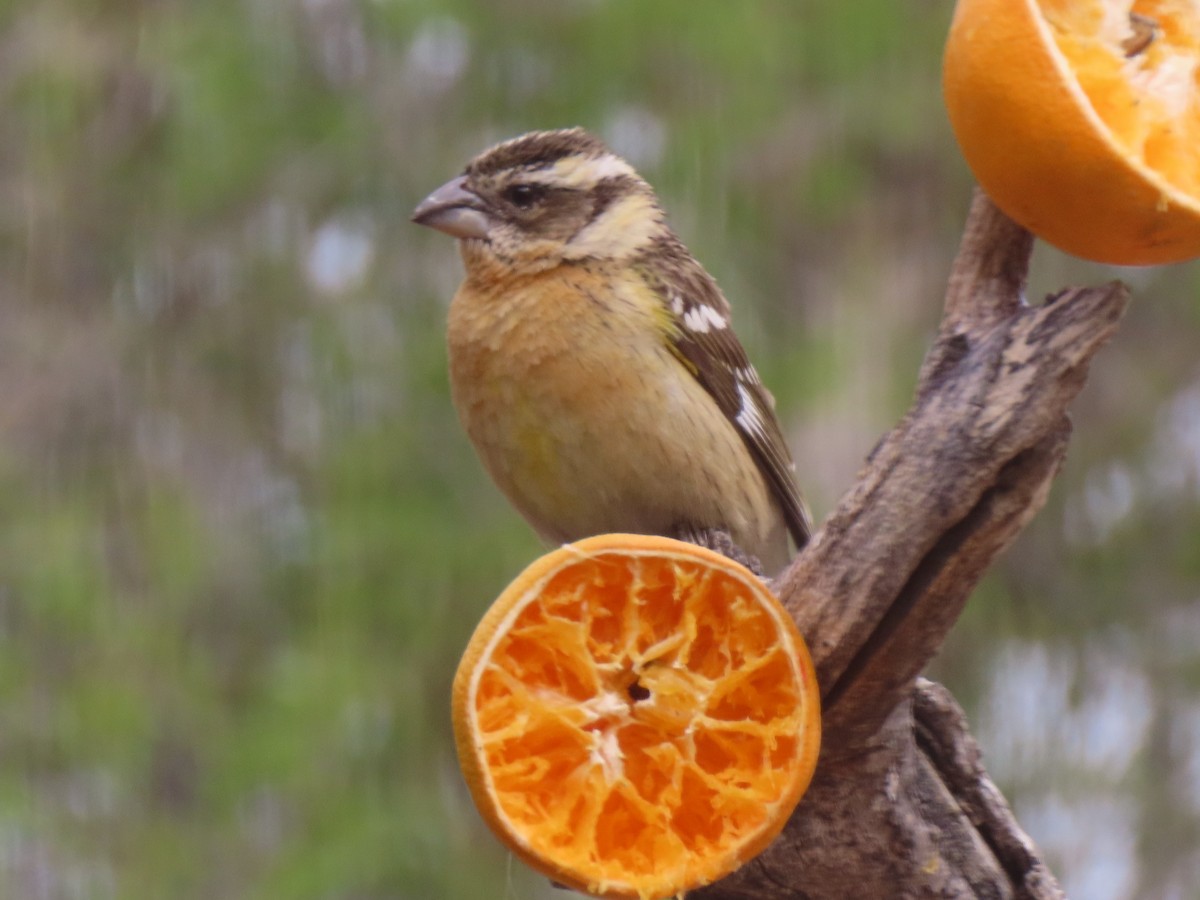 Black-headed Grosbeak - Bob Hargis