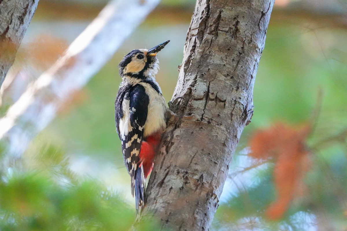 Great Spotted Woodpecker - Lenny Xu