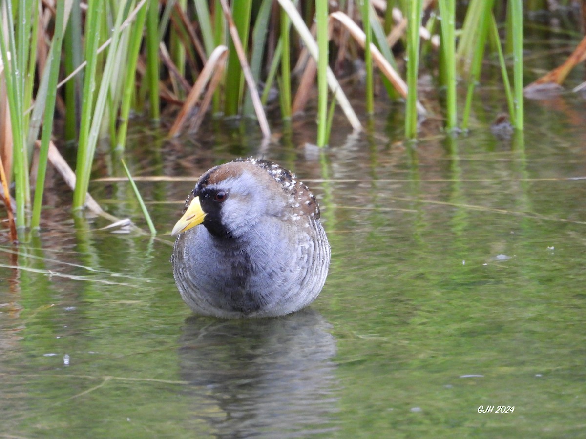 Polluela Sora - ML619624262