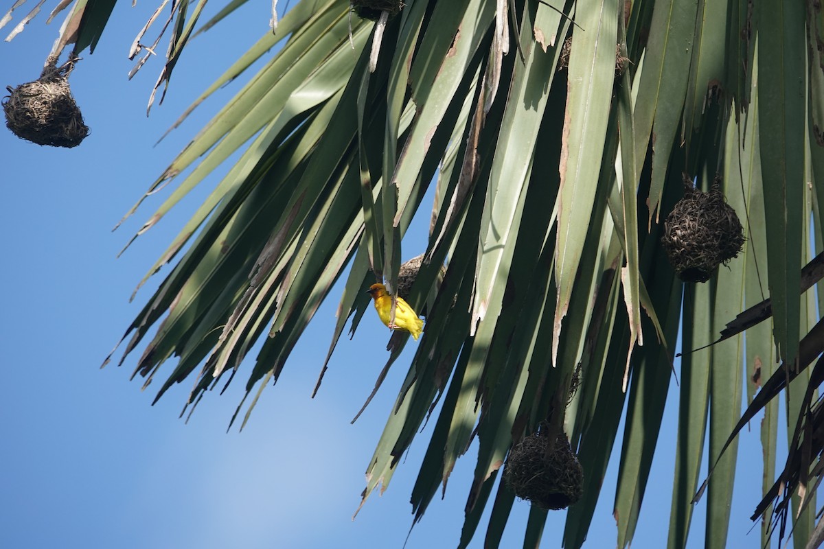 African Golden-Weaver - ML619624266