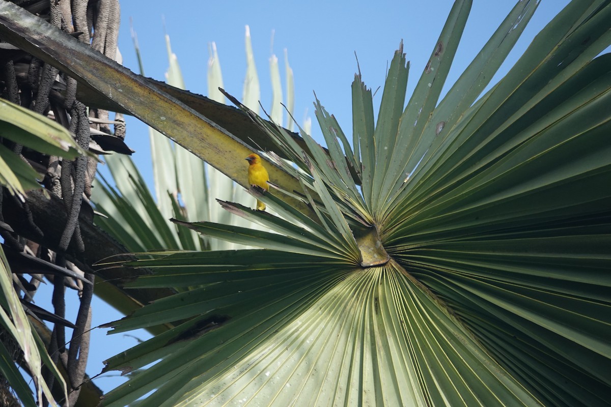 African Golden-Weaver - ML619624267