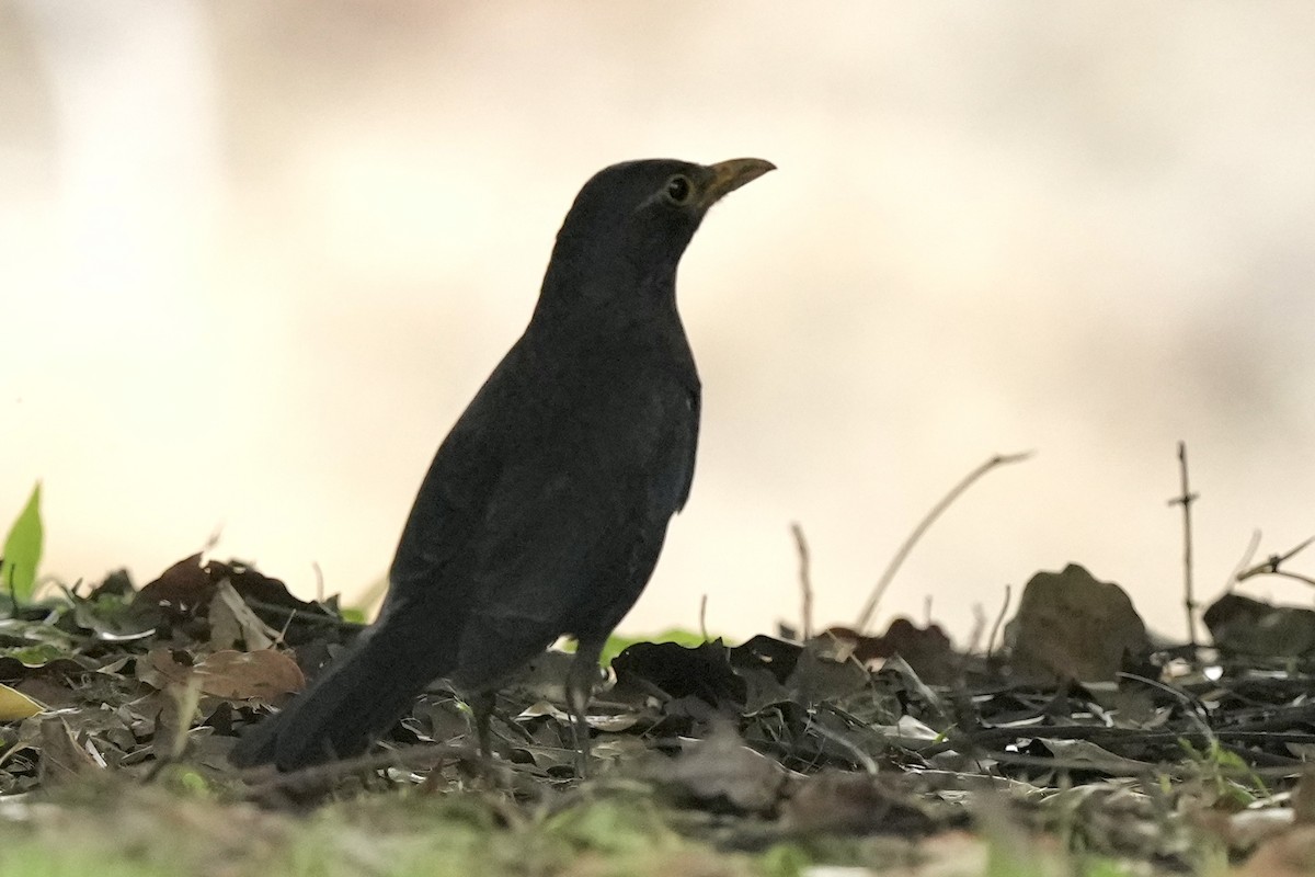 Chinese Blackbird - Pine Cone