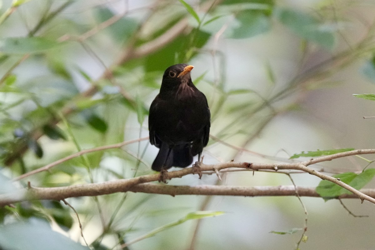 Chinese Blackbird - Pine Cone