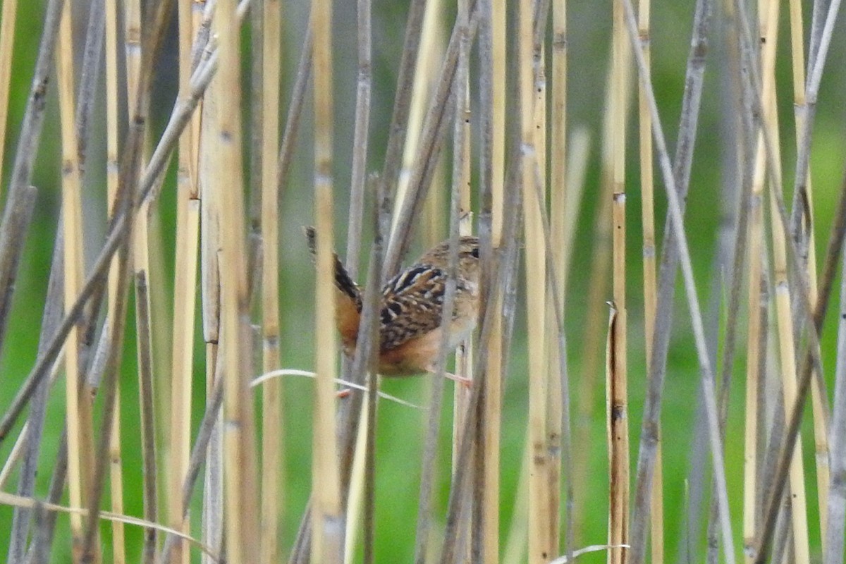 Sedge Wren - Philip Wala