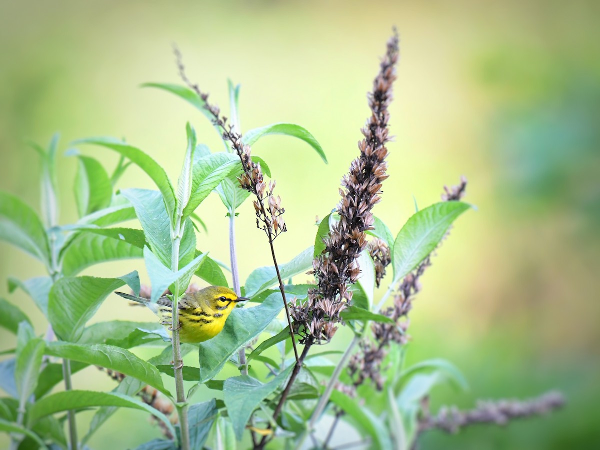 Prairie Warbler - Samuel Keener