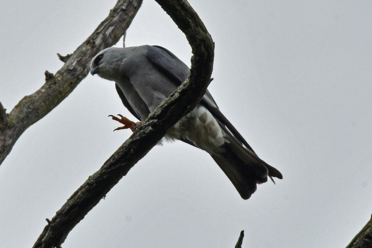 Mississippi Kite - Jim Ivett