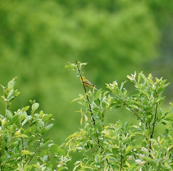 Prairie Warbler - Rachel Orlando