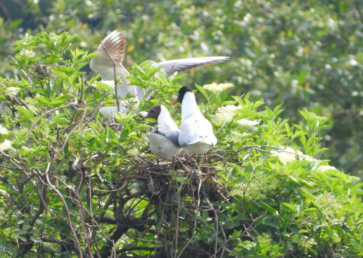 Mouette mélanocéphale - ML619624291