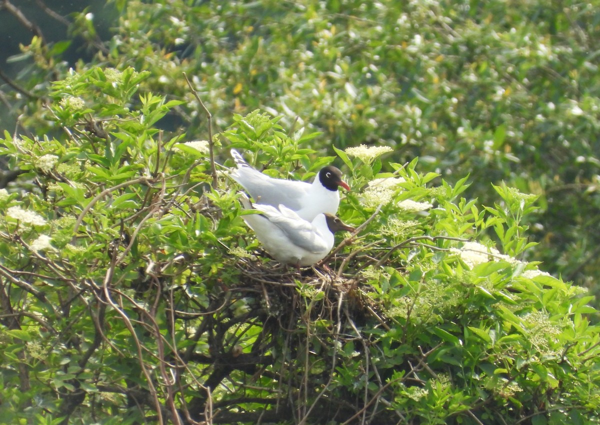 Mouette mélanocéphale - ML619624292