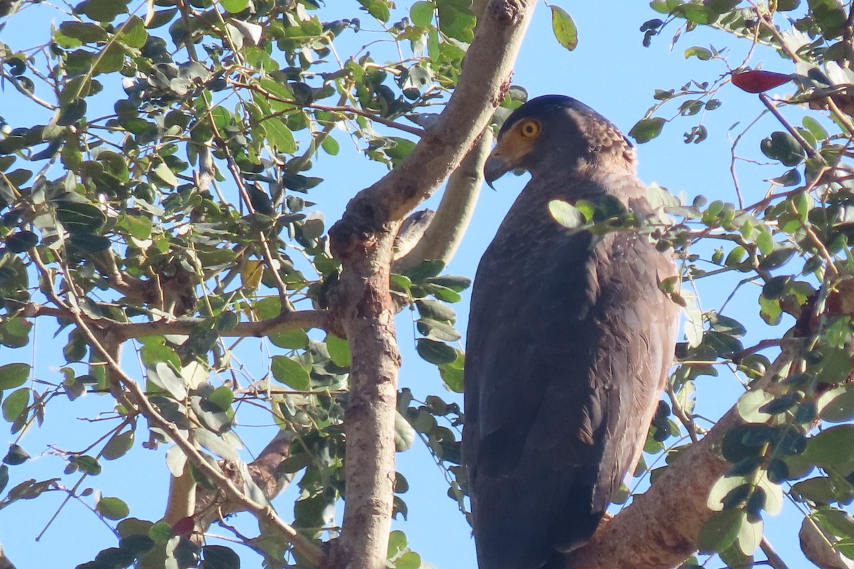 Crested Serpent-Eagle - Chitra Ingole